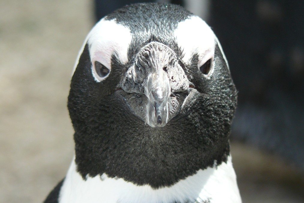 アフリカペンギン