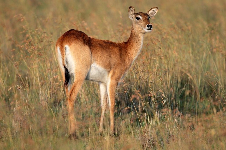 Rode lechwe antilope