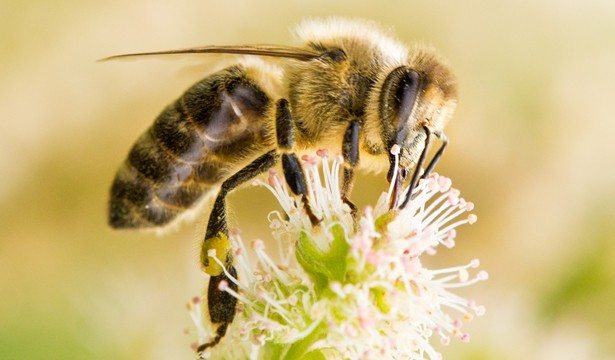 Bee on Flower