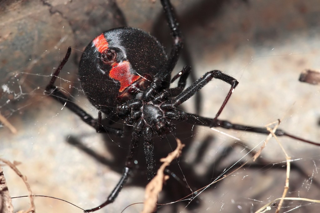 Red_back_underside