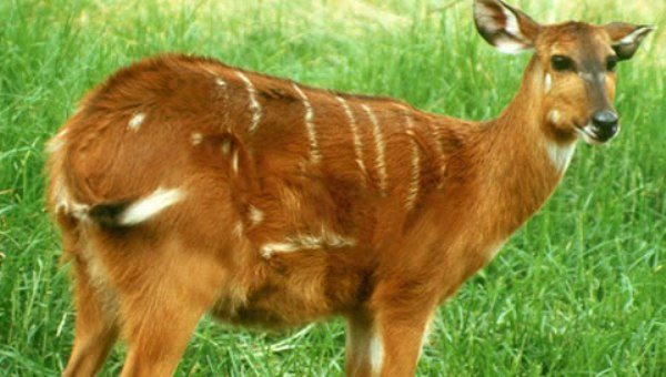 sitatunga