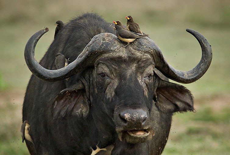 capebuffalo